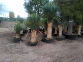 Yucca Rostrata torzs 110-120 cm